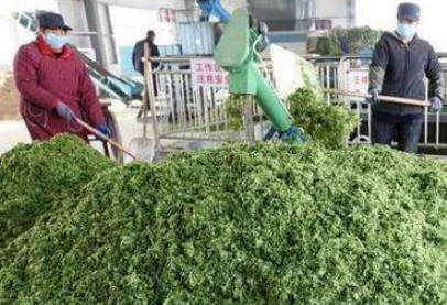 大量幾百噸廢棄菜葉回收利用生產(chǎn)工藝，果蔬垃圾廢菜葉怎么處理？
